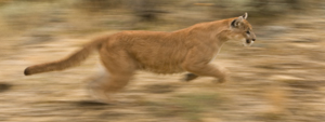 running puma animal
