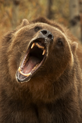 [Image: Grizzly%20Bear%20snarling-033597%20RAW%20AA.jpg]