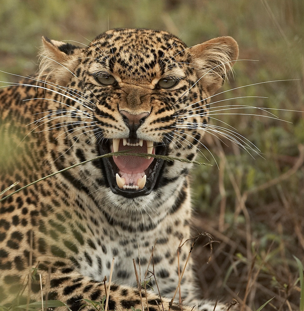 African%20Leopard%20snarling-060082%20RAW