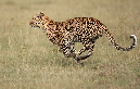 African%20Leopard-055722%20RAW