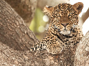 African%20Leopard-056836%20RAW