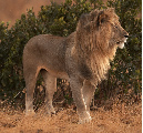 African%20Lion%20Pano%20