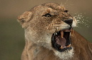 African%20Lioness%20SNARLING-058030%20RAW