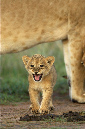 African%20Lioness%20and%20cubs%20A%20RAW%20027272