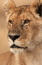 African%20Lioness-047136%20RAW