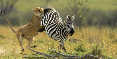 zebras and cheetahs