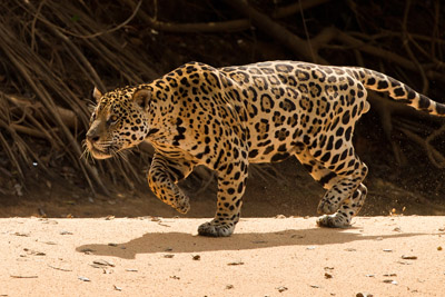 Jaguars and Wildlife of Pantanal Brazil