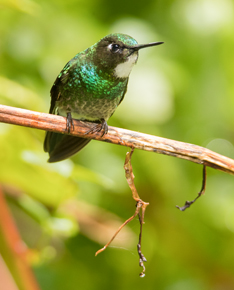 Hummingbirds of Ecuador Photo Tour