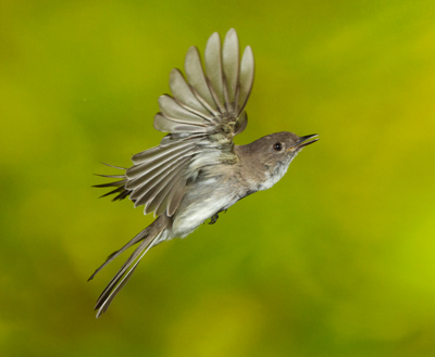 nightingale flying