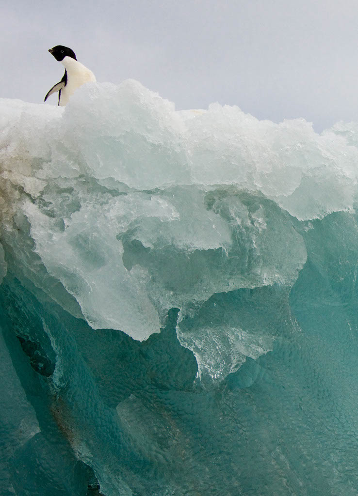 Adelie%20Penguin__MCD3865