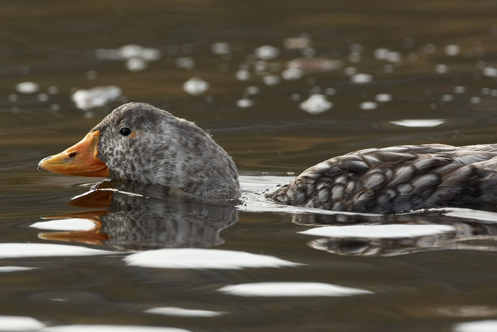 Copy%20of%20AA%20MARY8259