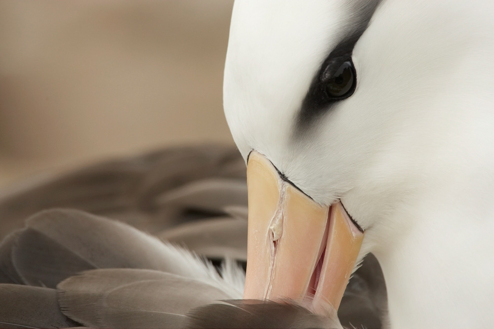 Copy%20of%20AABC%20MARY7947