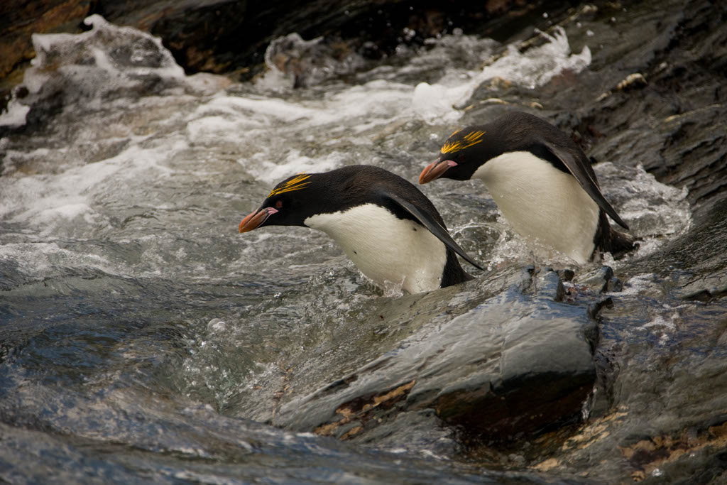 Macaroni%20Penguin__MCD2360