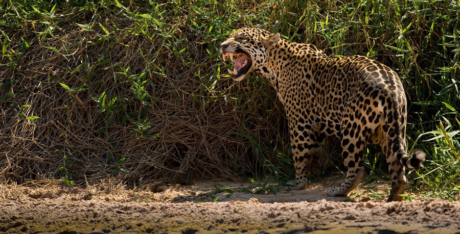 Jaguar_7153