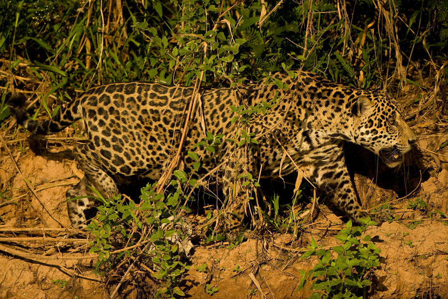 Jaguar_8844