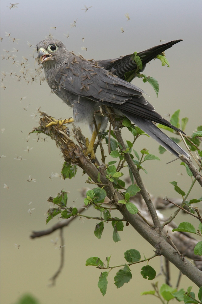 Gray%20Kestril%20eating%20termites%20RAW%20A%20024986
