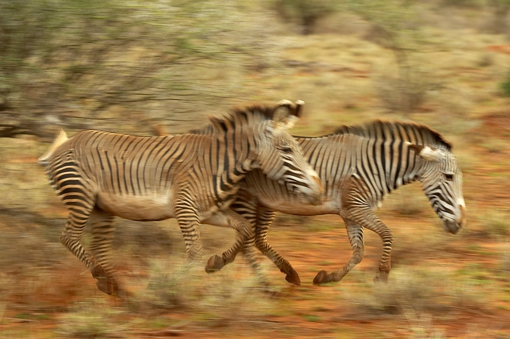 Grevys%20Zebra-023743%20RAW