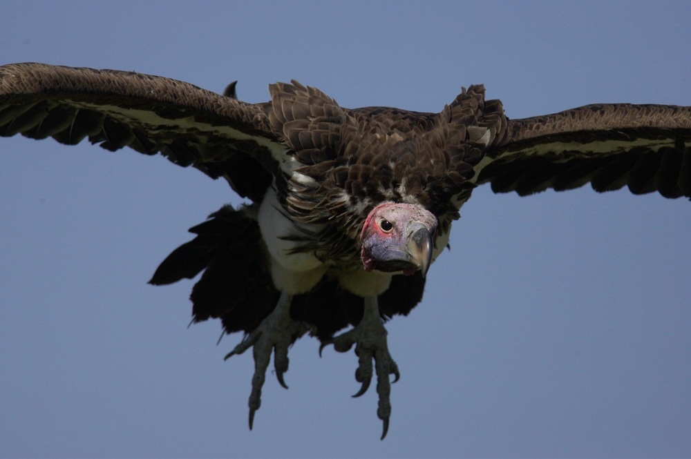 Nubian%20Vulture%20in%20flight%20A%20RAW%20026879