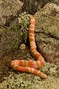 _MCD6301