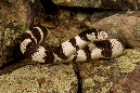 _MCD6329