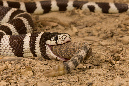 _MCD6782