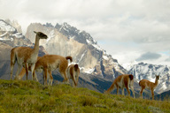 Guanaco%20and%20Andies%20RAW%20021671-1