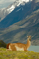 Guanaco%20and%20Andies%20RAW%20021704-1