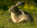 HARE,European%20Scratching%20020