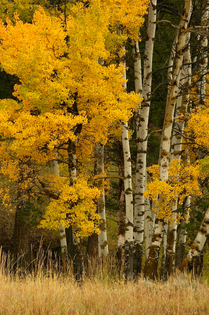 Aspens%20in%20Fall%20Color%20RAW%203267