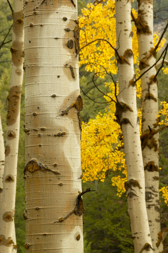 Aspens%20in%20Fall%20Color%20RAW%203269