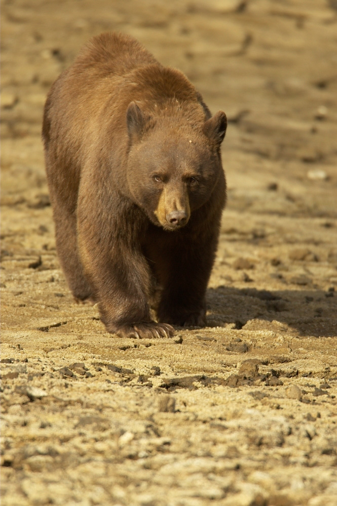 Bear,%20Black%20RAW%203054-1