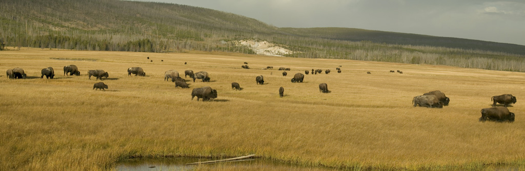 Bison%20Pano%20no.%201%20to%20fix