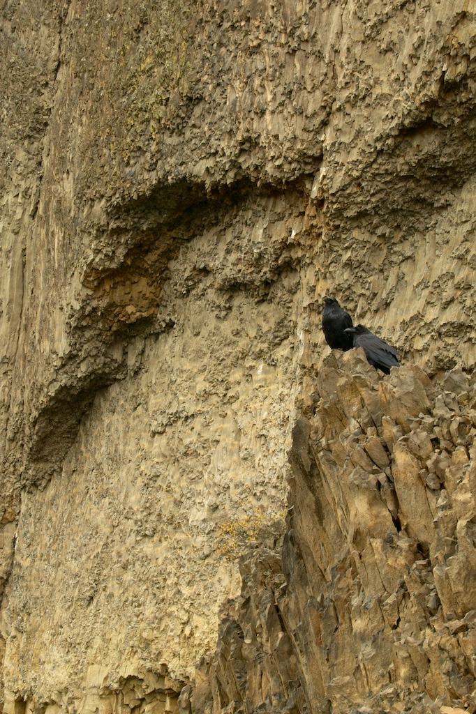 Common%20Raven%20and%20Basalt%20Columns%20RAW%203280