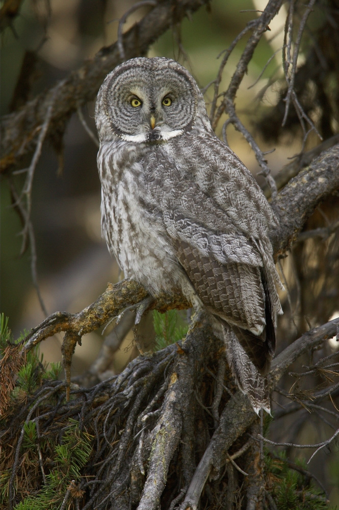 Copy%20of%20Owl,%20Great%20Gray%20RAW%203345