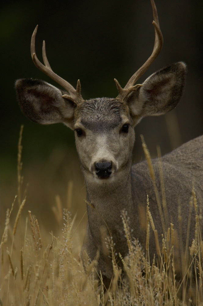 Mule%20Deer%20Buck%20RAW%203135