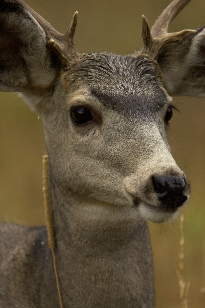 Mule%20Deer%20Buck%20RAW%203154