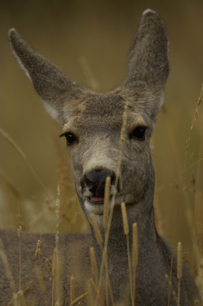 Mule%20Deer%20Doe%20RAW%203159