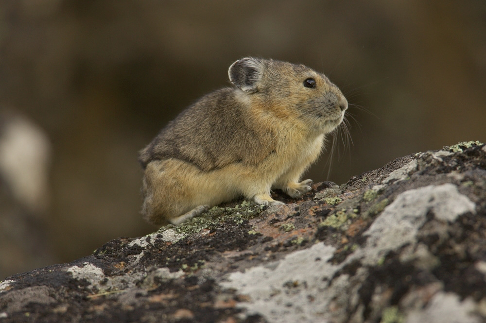 Pika%20RAW%203299