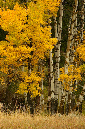 Aspens%20in%20Fall%20Color%20RAW%203267