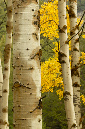 Aspens%20in%20Fall%20Color%20RAW%203269